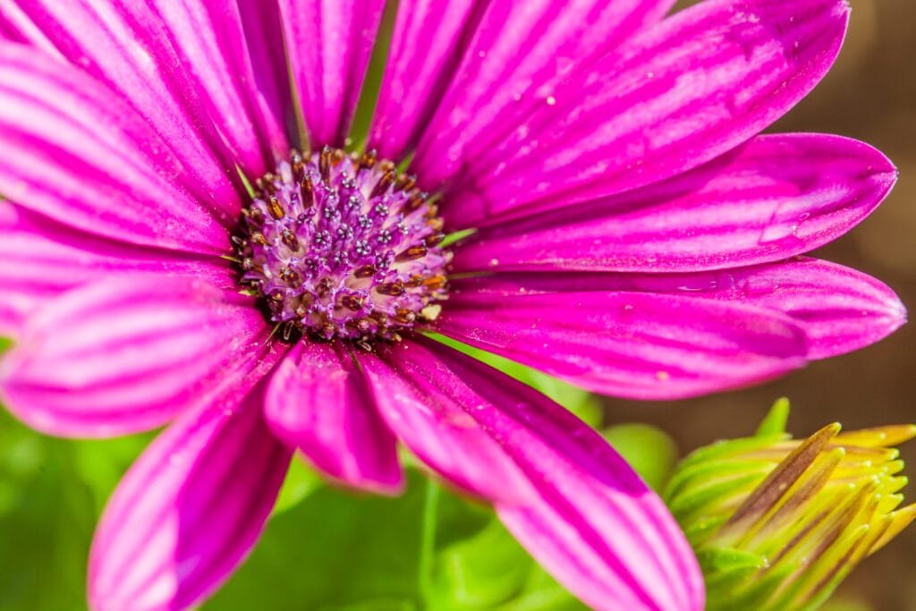 A equinácea é conhecida por fortalecer as defesas naturais do corpo, sendo um excelente recurso para prevenir constipações, gripes e outras infeções respiratórias. 